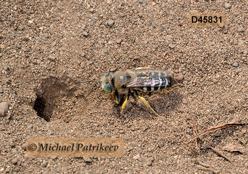 American Sand Wasp (Bembix americana)